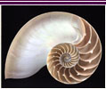 conchiglia