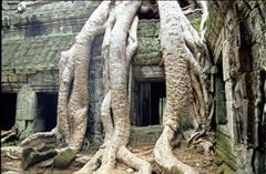 Ta Prohm